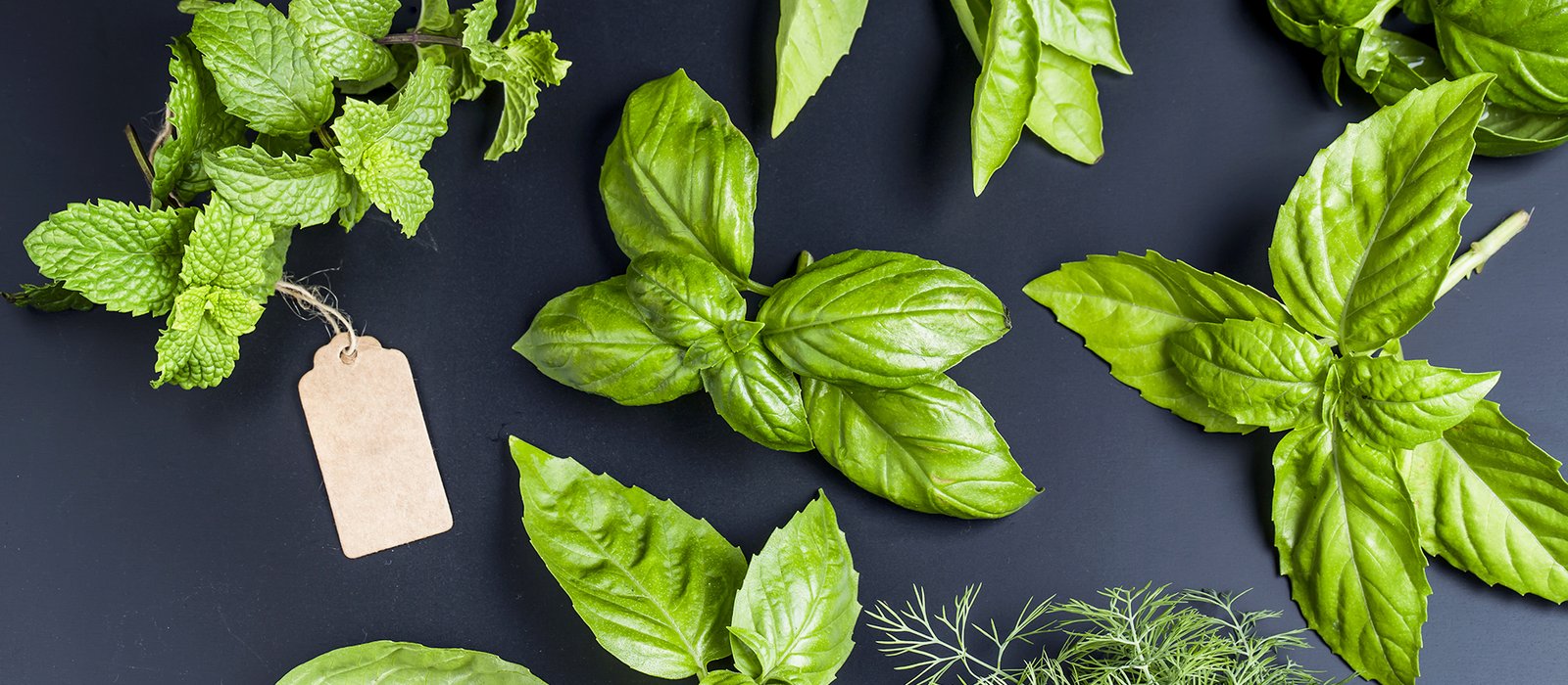 wellness experts and qualified nutritionists